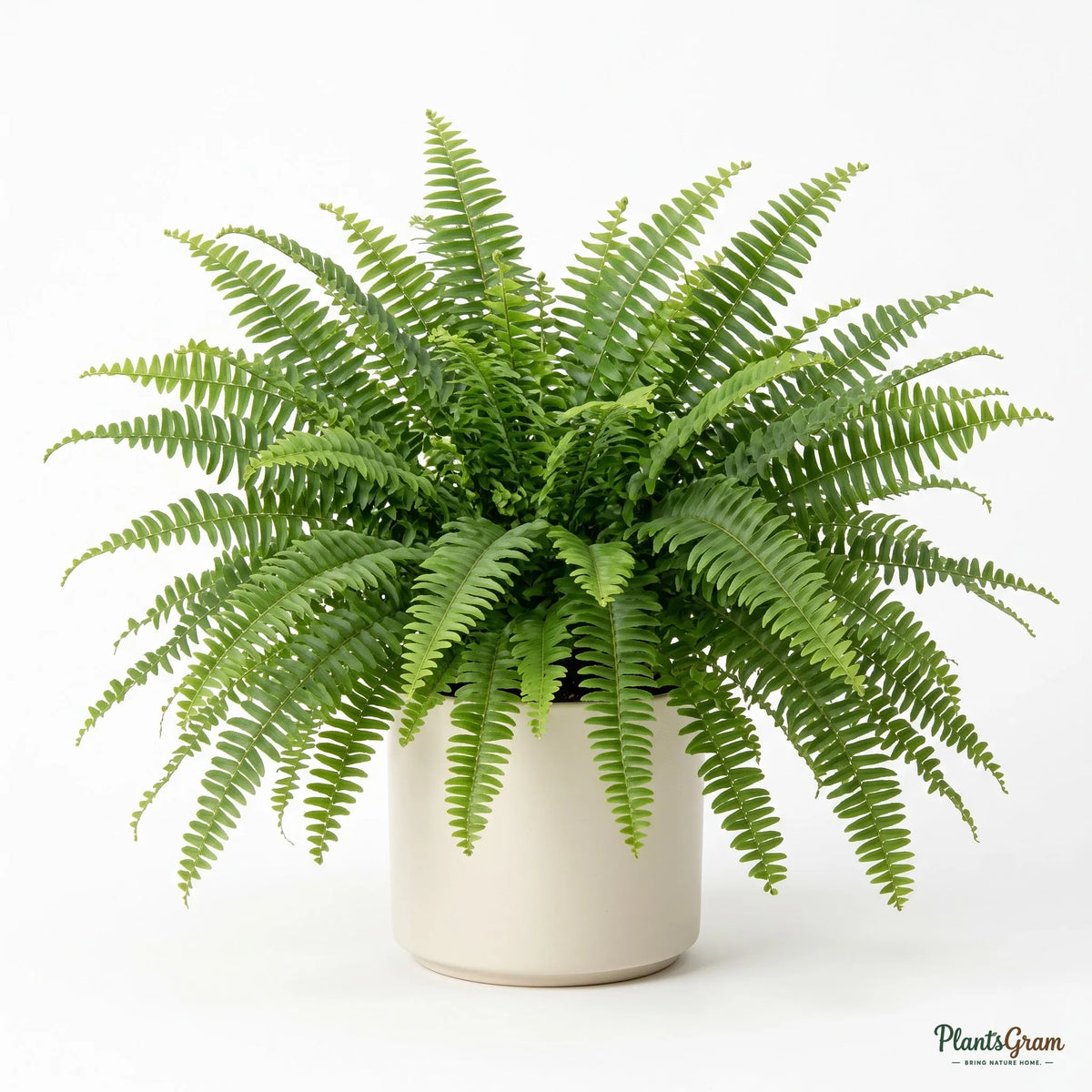 Fern (Green)