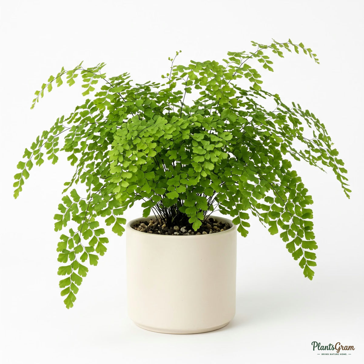 Potted maidenhair fern in a studio setting
