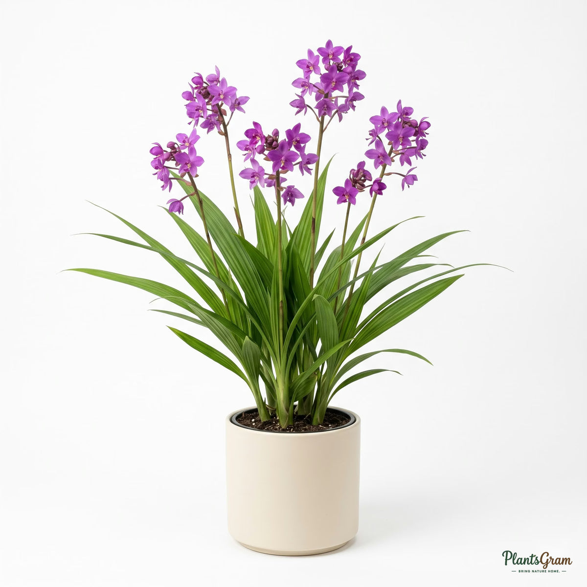 Potted ground orchid plant in bloom, living room setting