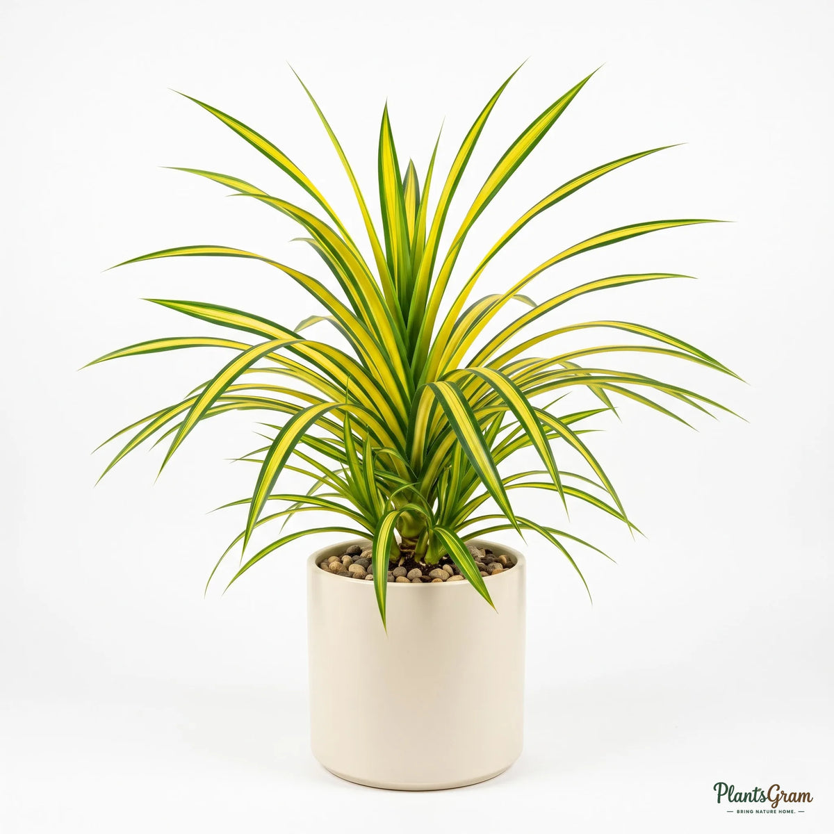 Pandanus Yellow (Variegated Screw Pine)
