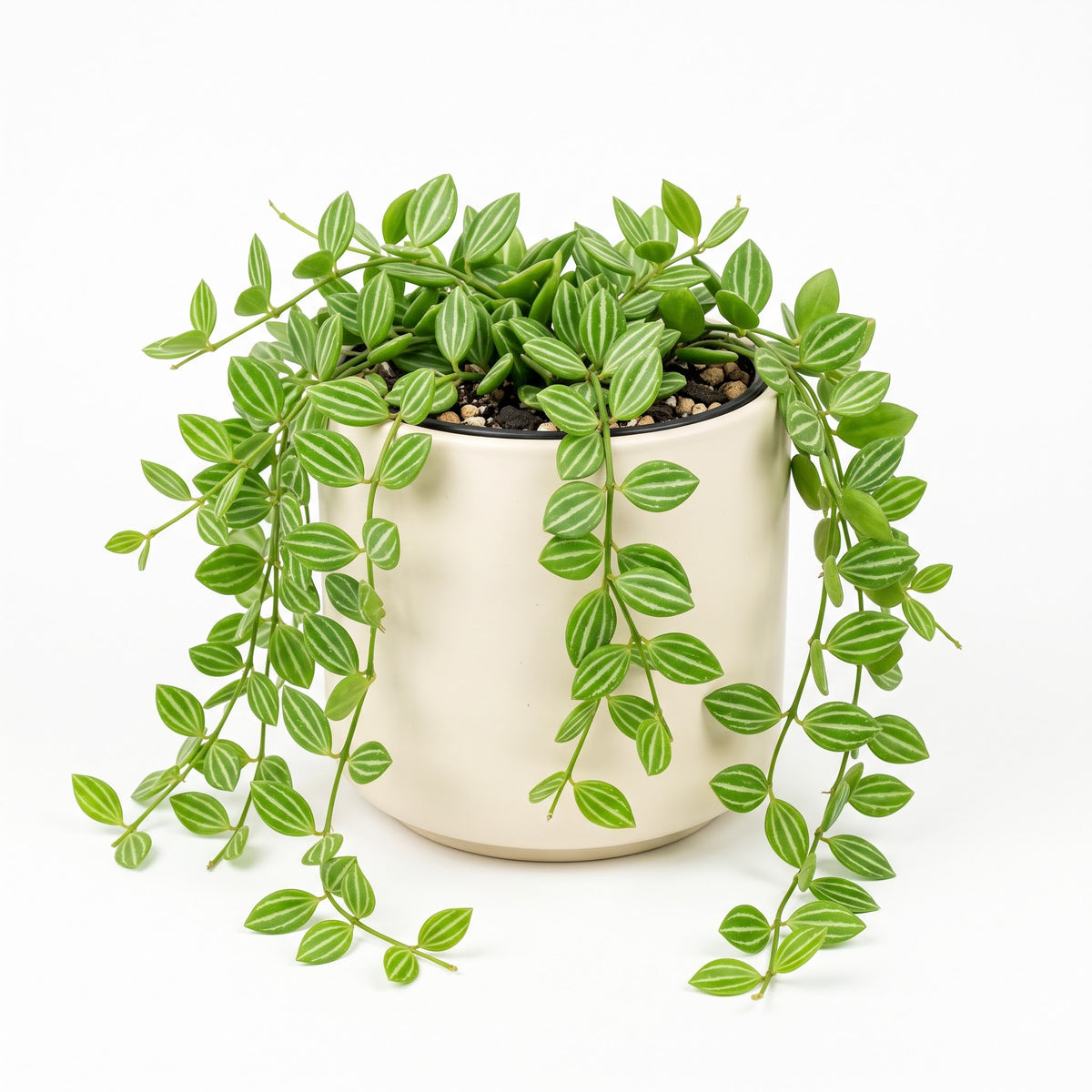 Potted watermelon plant trailing over pot edge