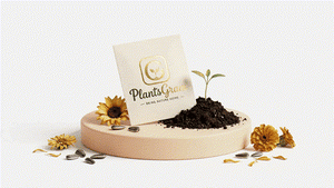 Flower Seeds