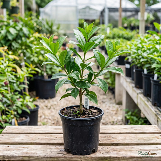 Allamanda (Purple / Violet) - Allamanda violacea