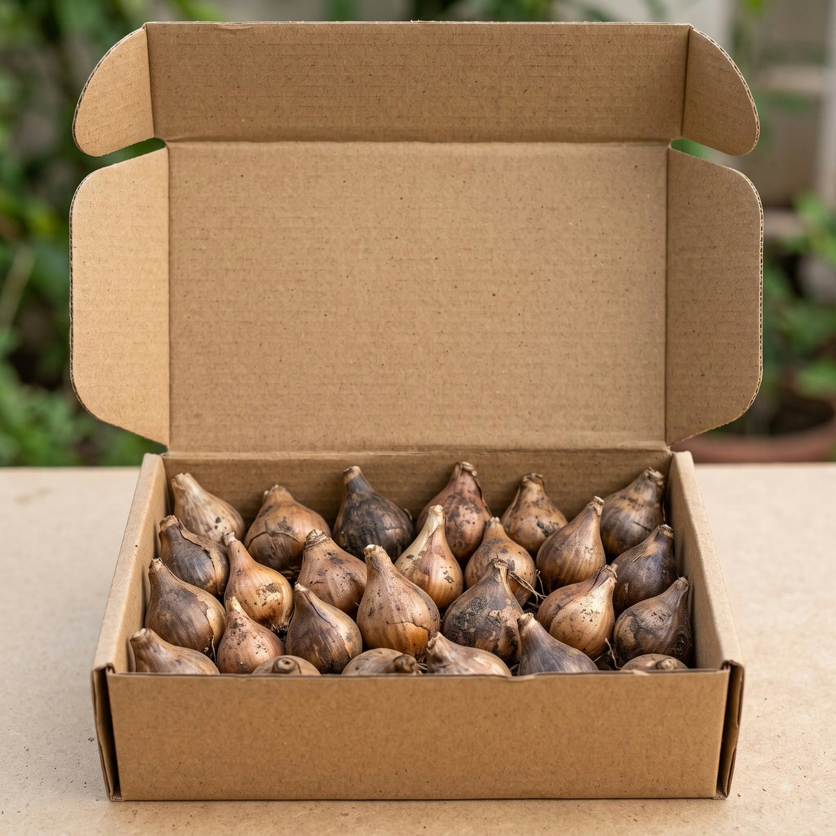 Rain lily flower bulbs packed for shipping in a box