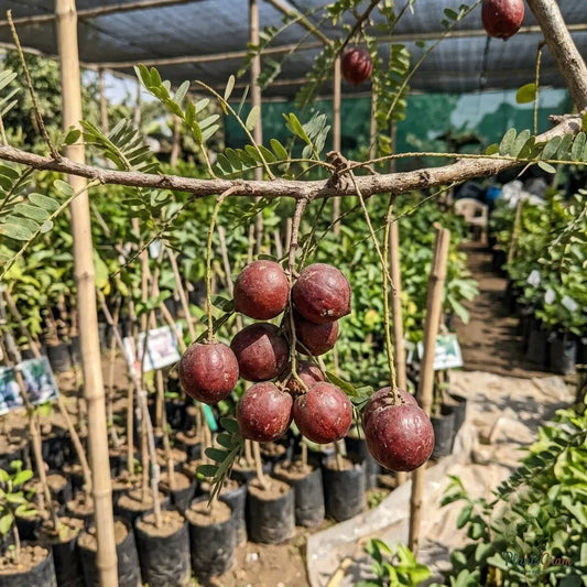Red Amla (Grafted) - Fruit Plants