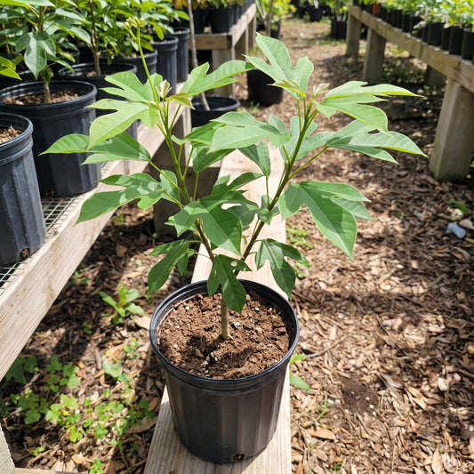Jatropha Red sapling in a nursery pot