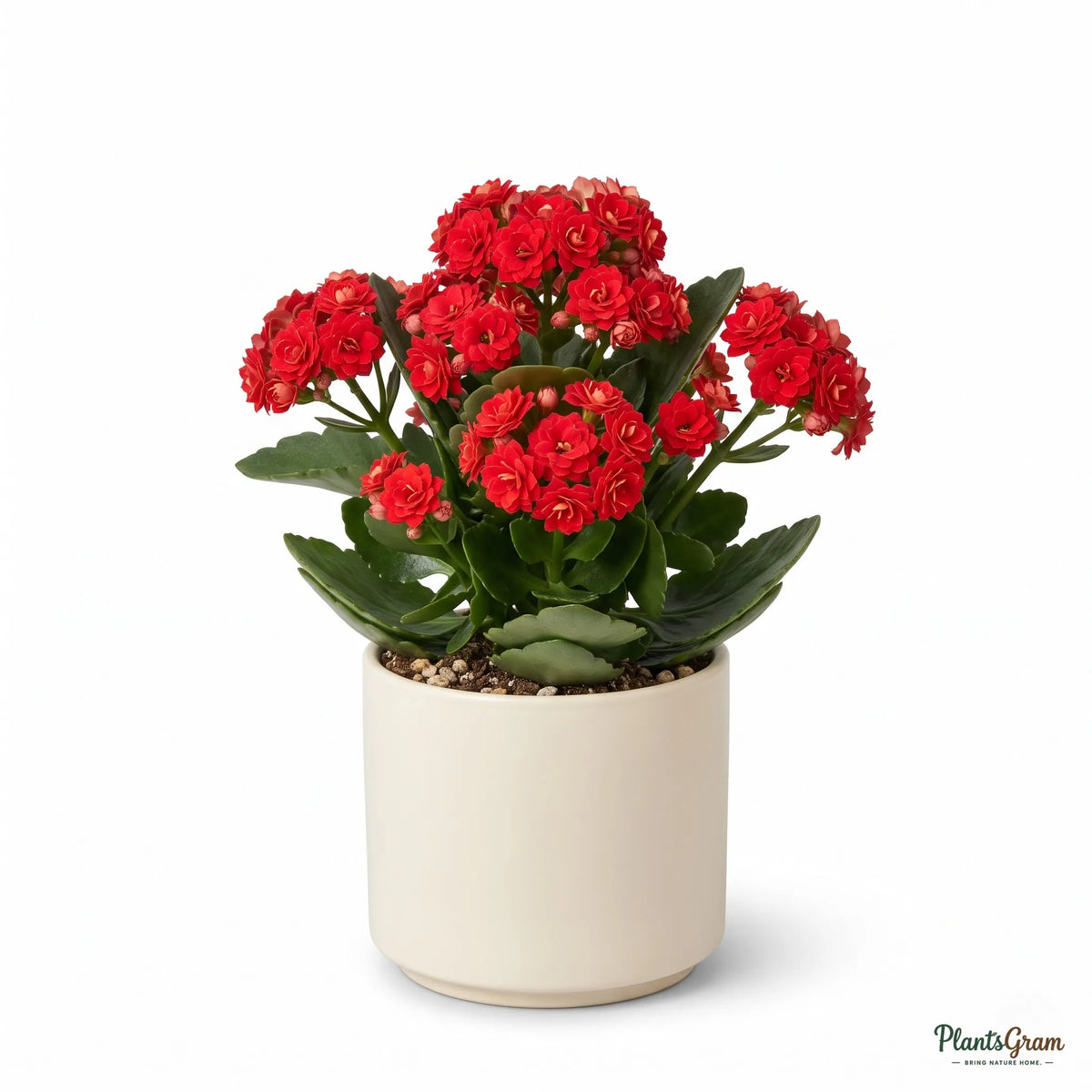 Kalanchoe Red Double (Kalanchoe blossfeldiana)