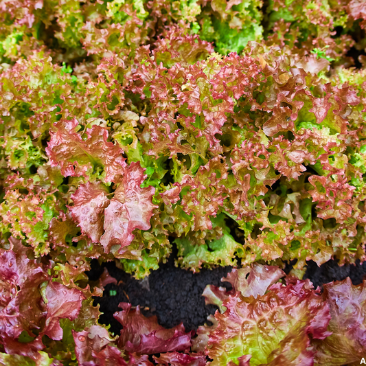 Lettuce Red Leaf Seeds