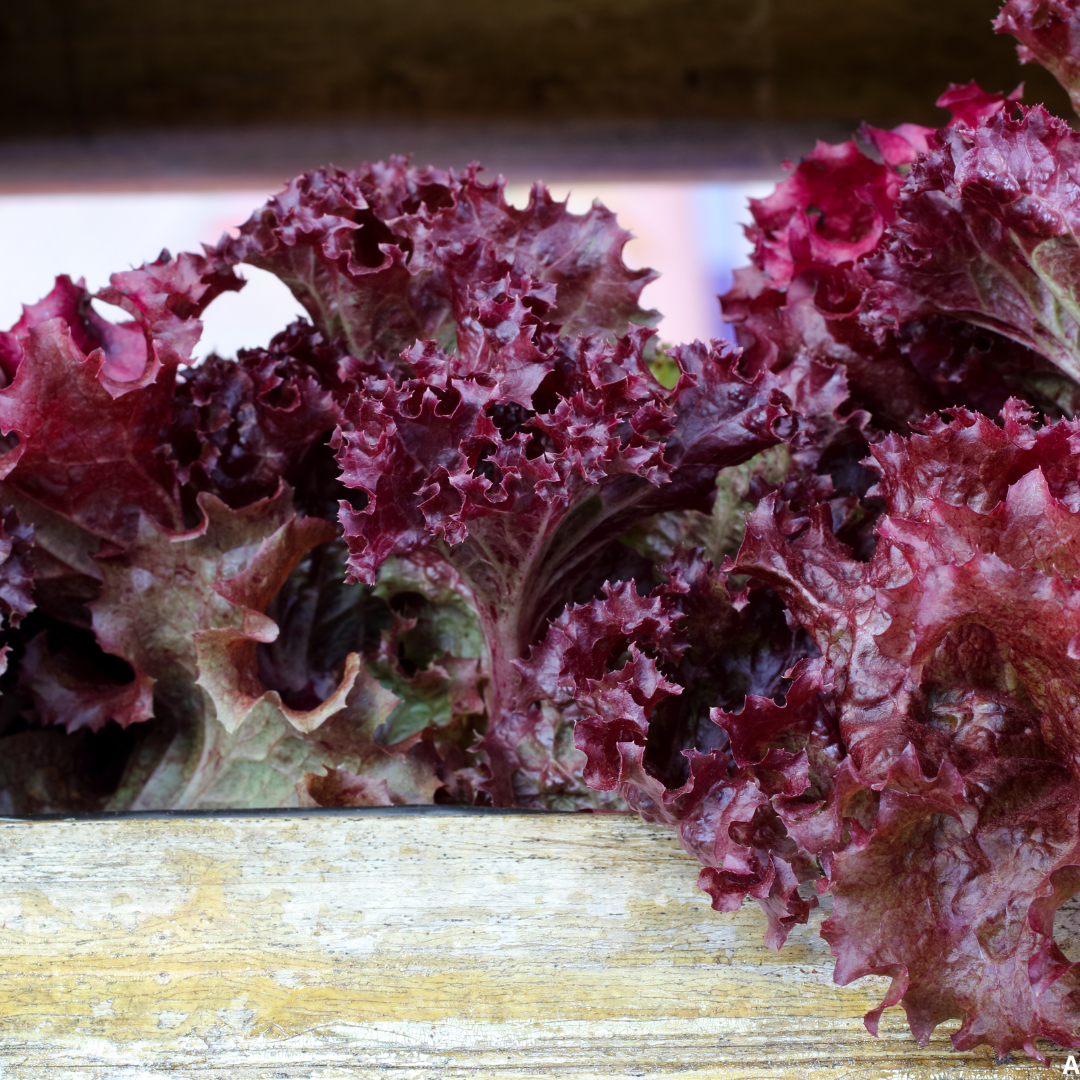 Lettuce Red Leaf Seeds
