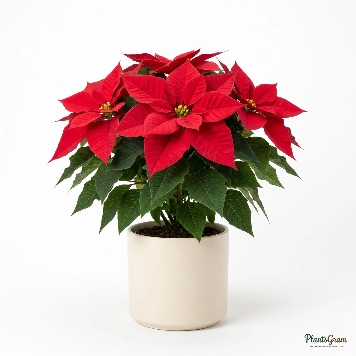Poinsettia Red (Euphorbia pulcherrima)