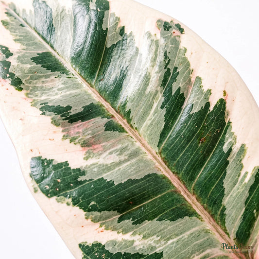 Rubber Plant Variegated (Ficus elastica)