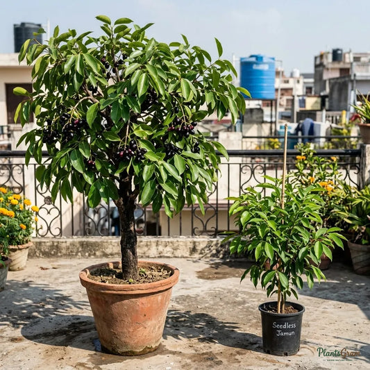 Seedless Jamun (Grafted) - Fruit Plant