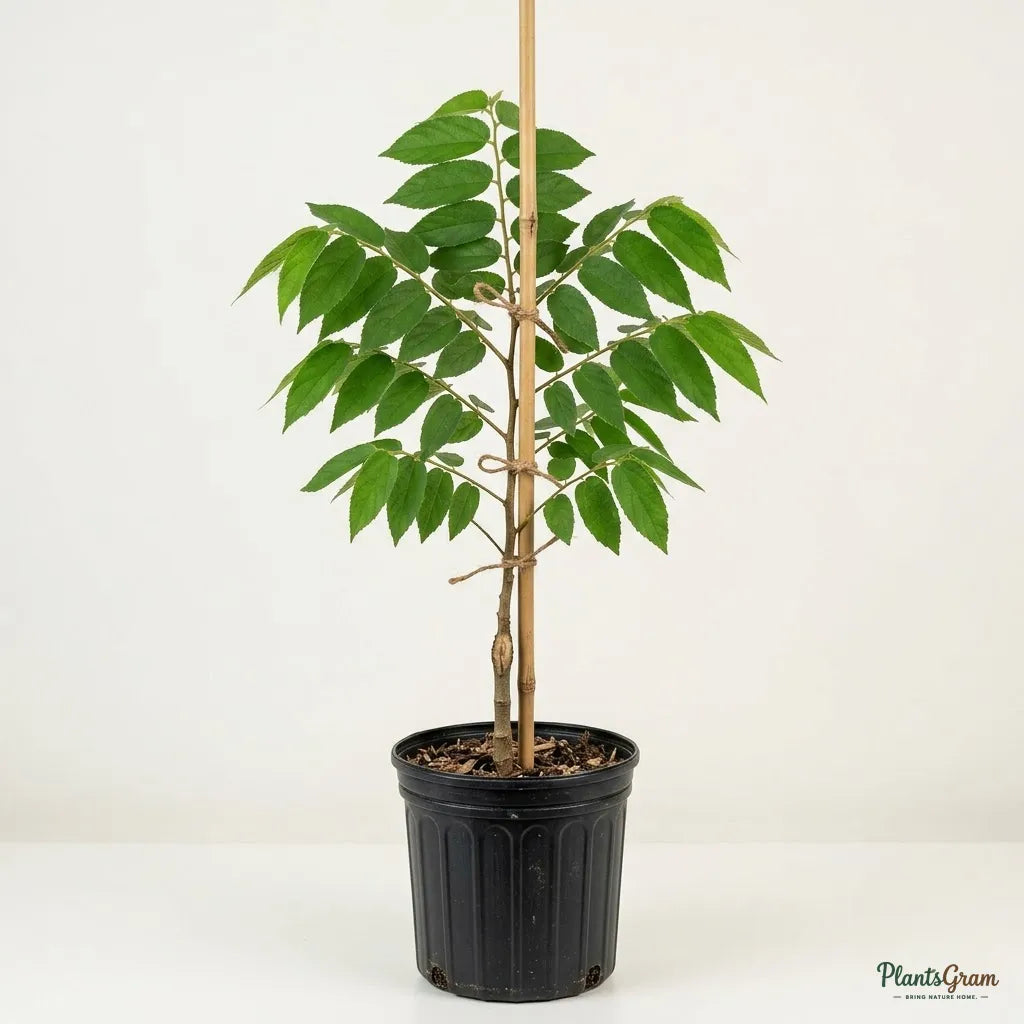 Singapore Cherry / Jamaica Cherry - Fruit Plant
