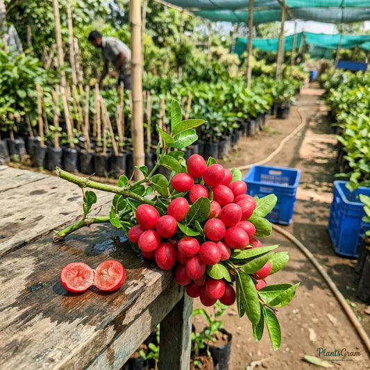 Singapore Cherry / Jamaica Cherry - Fruit Plant