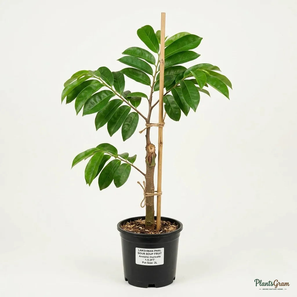 Soursop / Lakshman Phal - Fruit Plant
