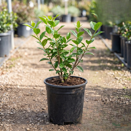Star Jasmine (Mogra, White) - Jasminum sambac
