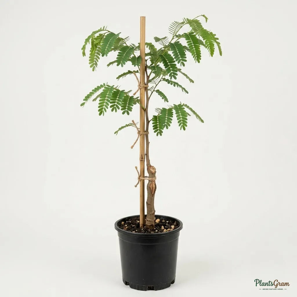 Sweet Tamarind (Grafted) - Meetha Imli