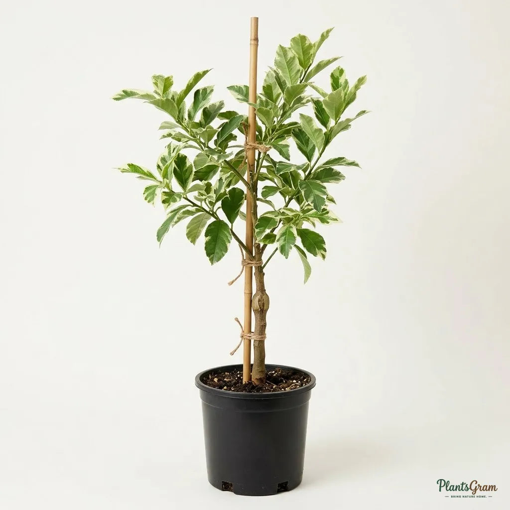 Table Lemon - Variegata