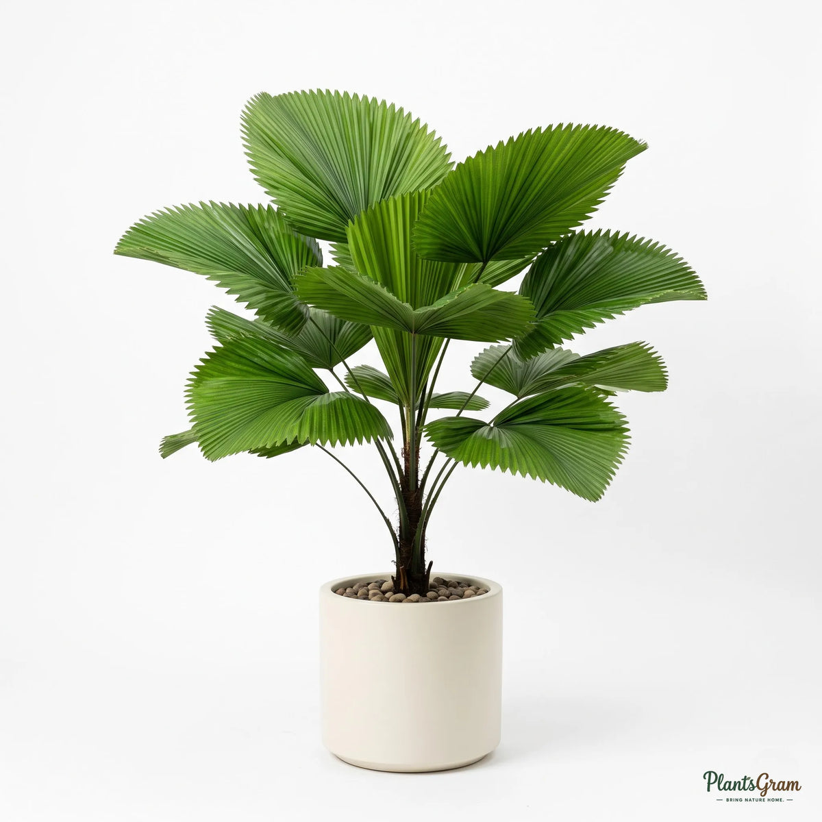 Alocasia Green (Elephant Ear Plant)
