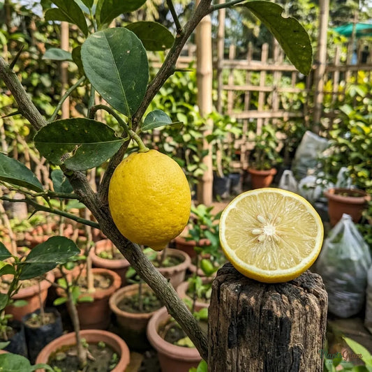 Thai Patti Lemon (Grafted) - Fruit Plant
