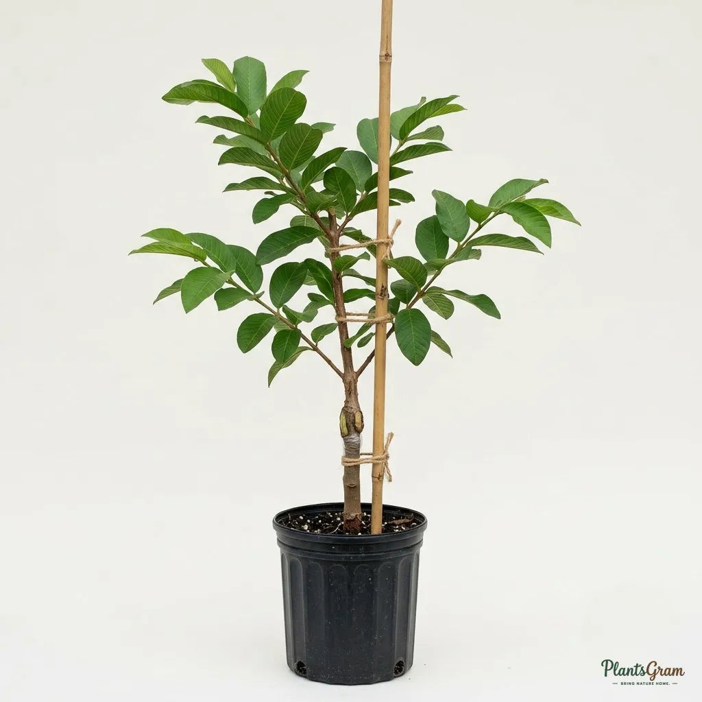 Thailand Guava (Grafted)