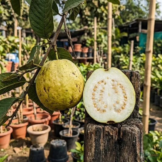 Thailand Guava (Grafted)