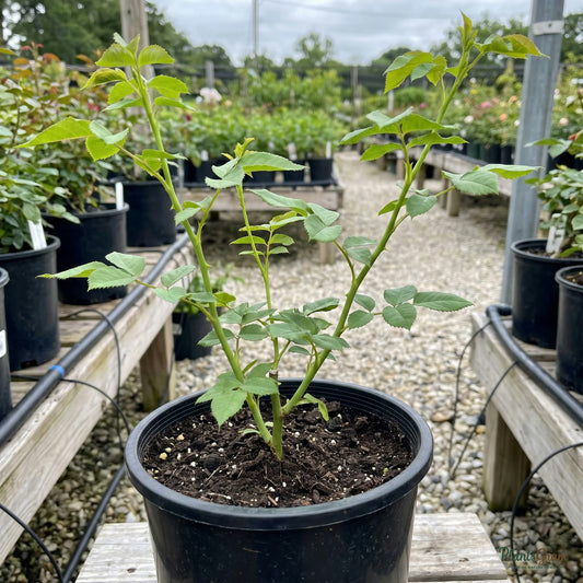 Thornless rose sapling in nursery pot