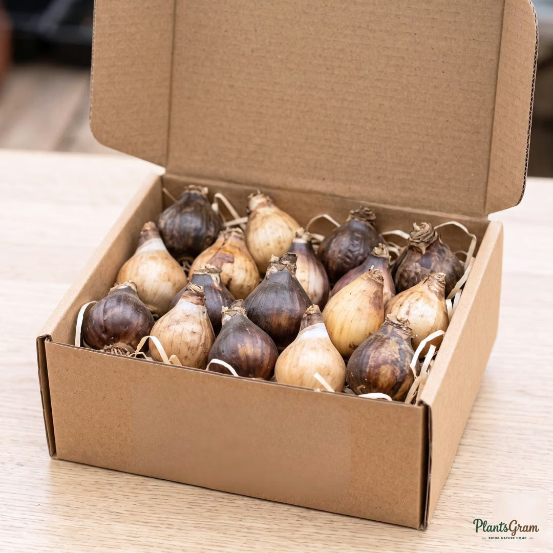 Nerine Lily flower bulbs packed for shipping