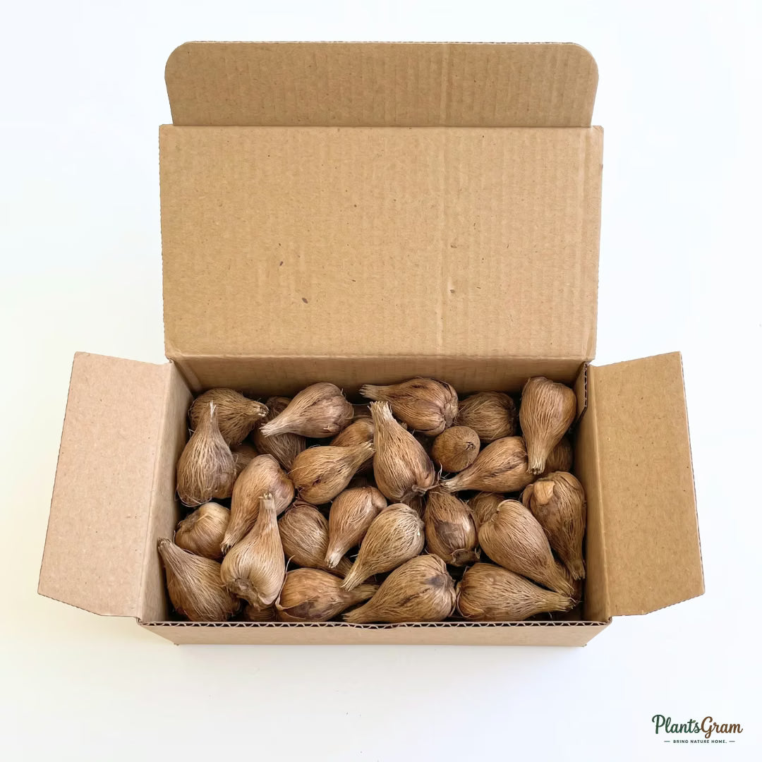 Freesia flower bulbs packed for shipping in a box