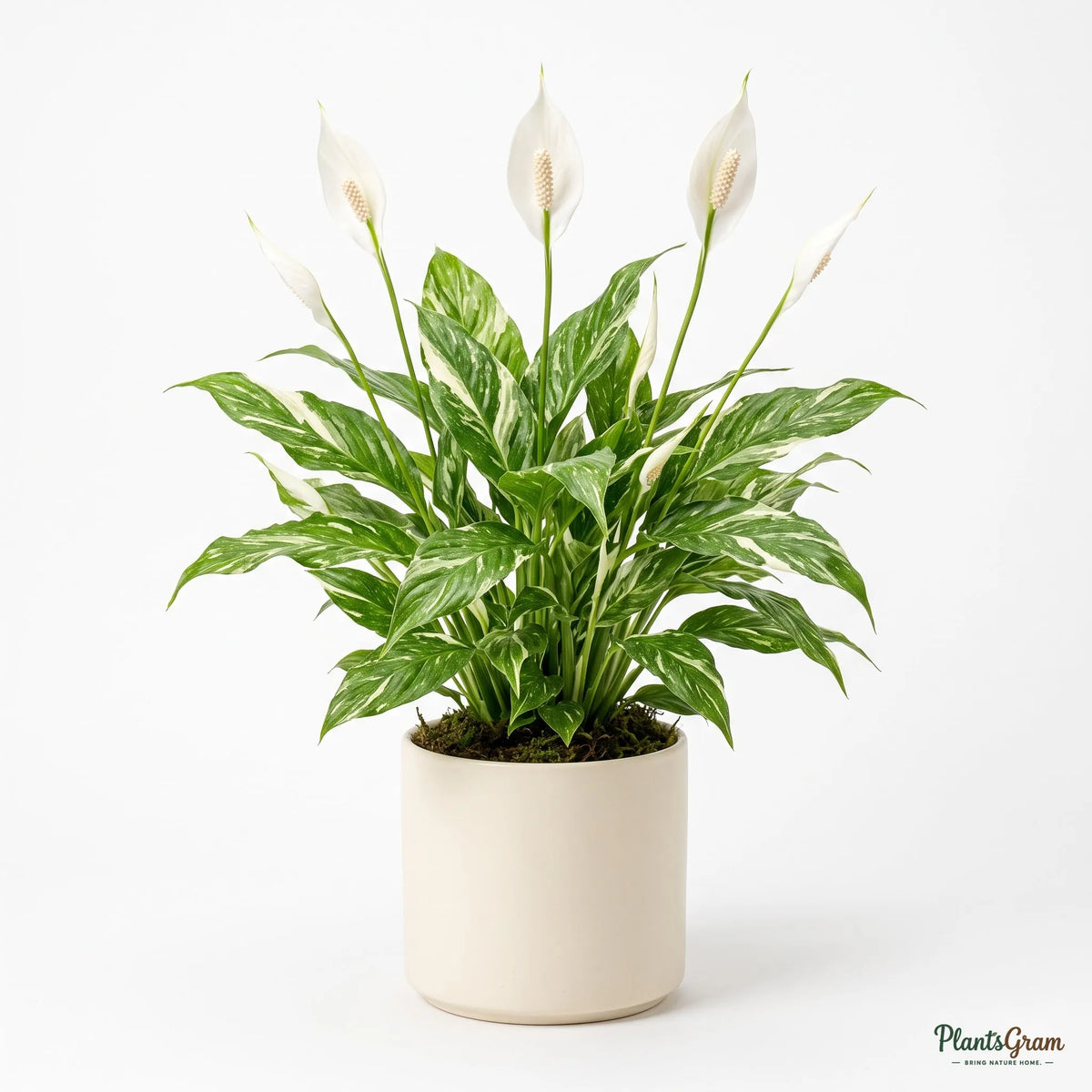 Variegated Peace Lily plant in a ceramic planter, alternate angle