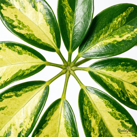 Close-up of variegated Schefflera leaflets in an umbrella arrangement