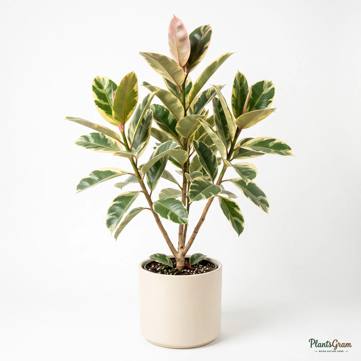 Rubber Plant Variegated (Ficus elastica)