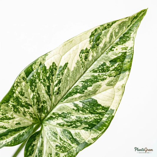 Arrowhead Vine - Variegated (Syngonium podophyllum)