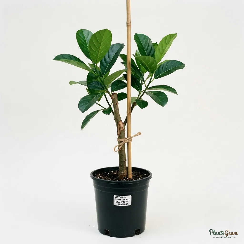 Vietnam Super Early Jackfruit (Grafted) - All-Time Jackfruit
