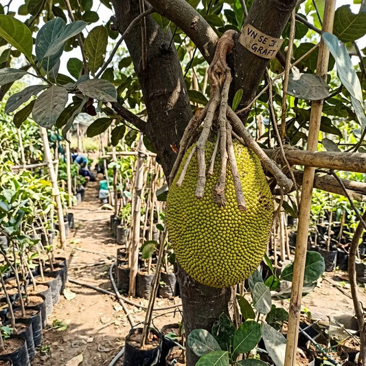 Vietnam Super Early Jackfruit (Grafted) - All-Time Jackfruit