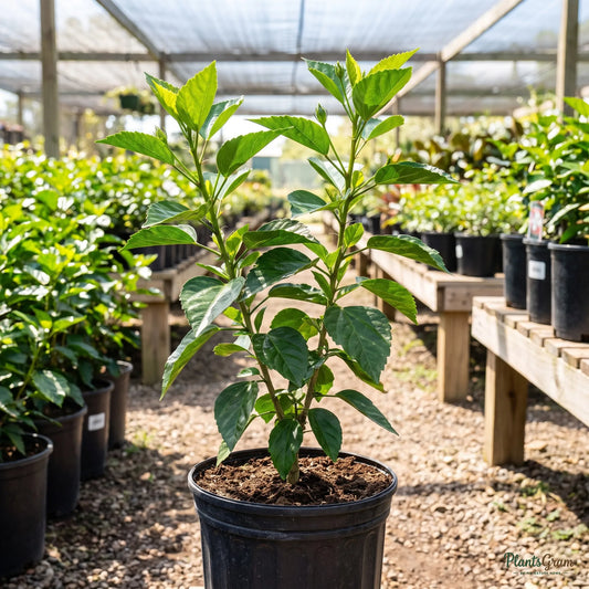 White Hibiscus sapling in a black nursery pot