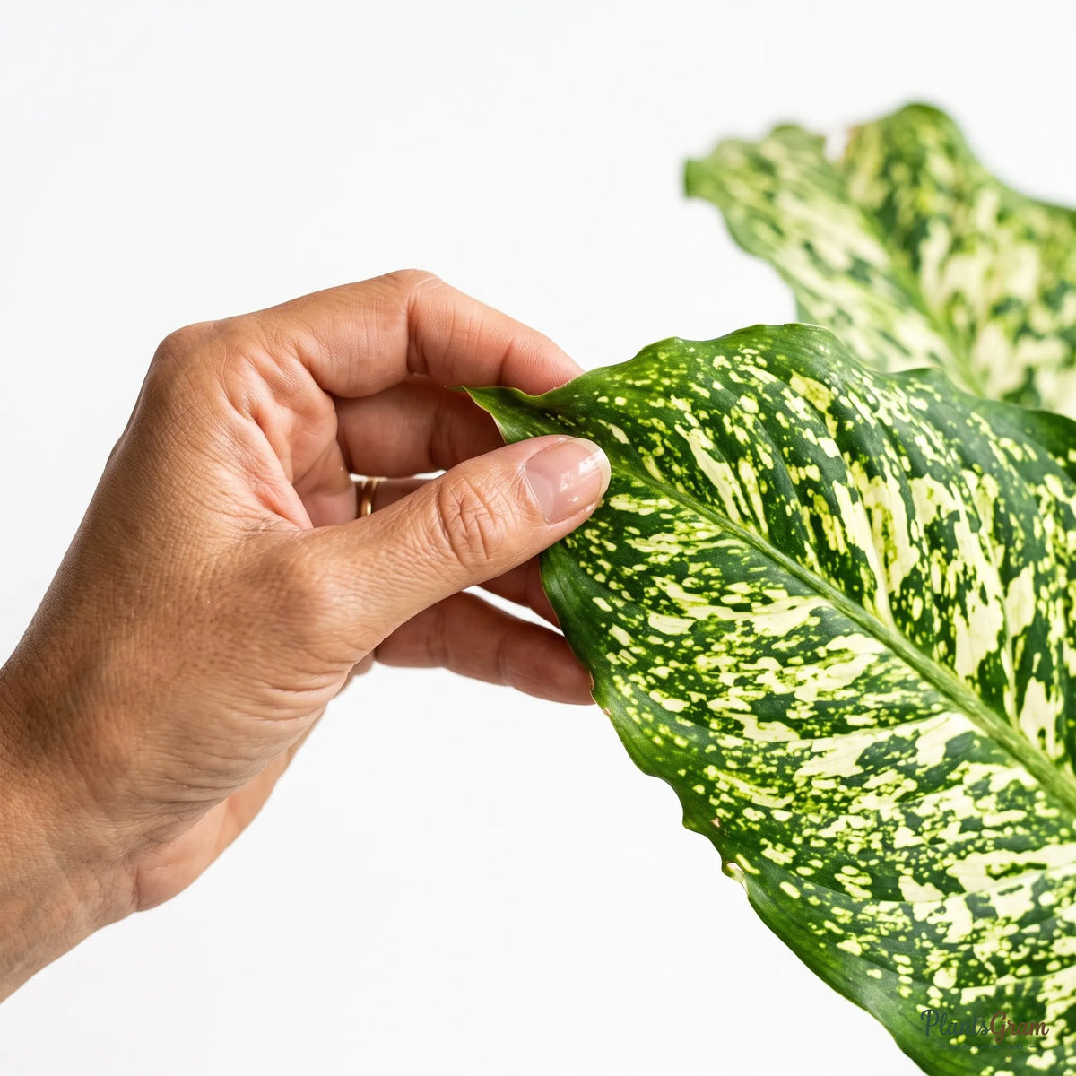 Woman holding a Dieffenbachia Maculata leaf