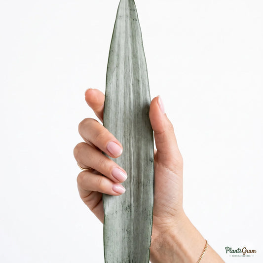 Hand holding a Sansevieria Silver Steel leaf, showing silvery-gray tone and dark green margins