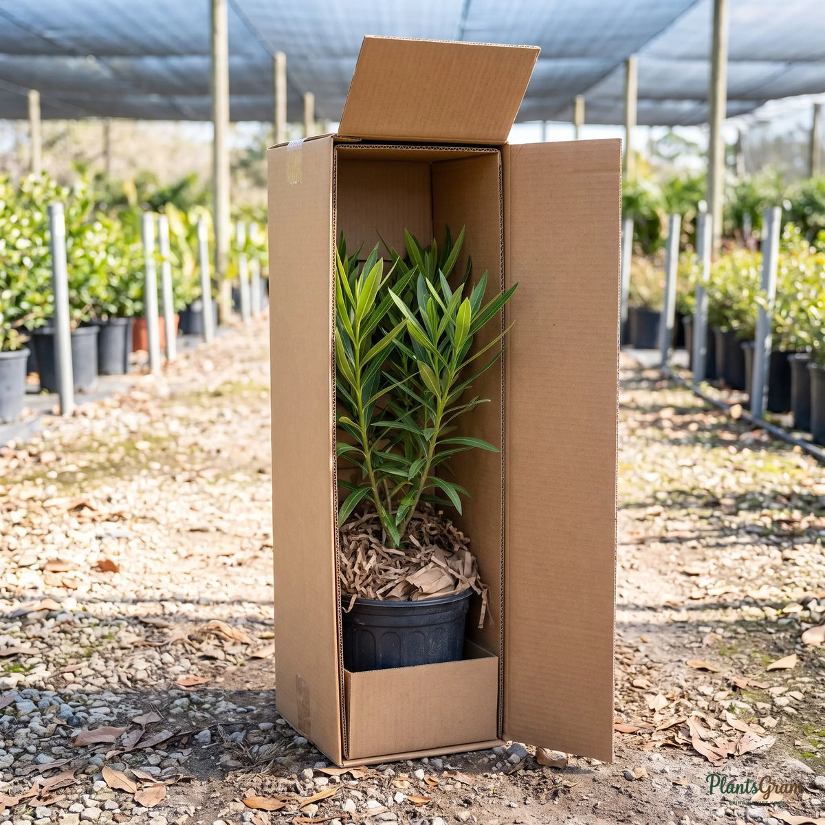 Yellow Nerium plant packed in a PlantsGram shipping box