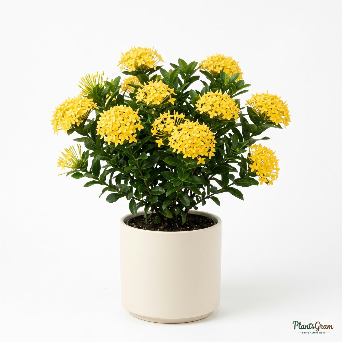 Yellow Ixora Dwarf plant potted