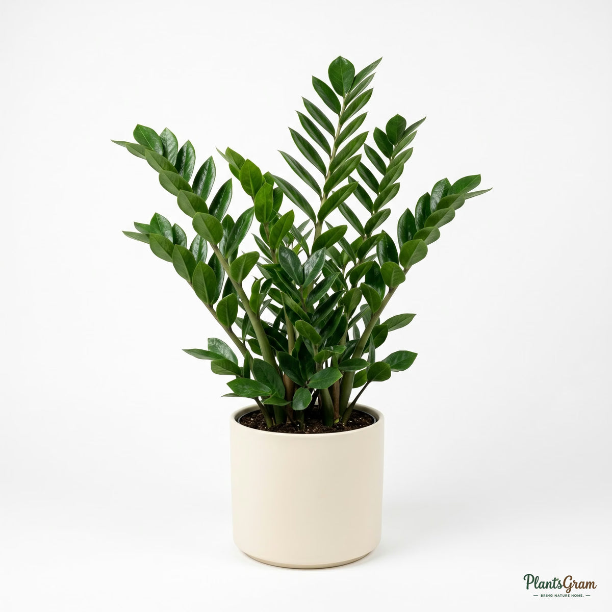 ZZ Plant in white planter