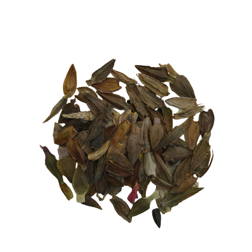 Zinnia Double Scarlet Mixed Flower Seeds