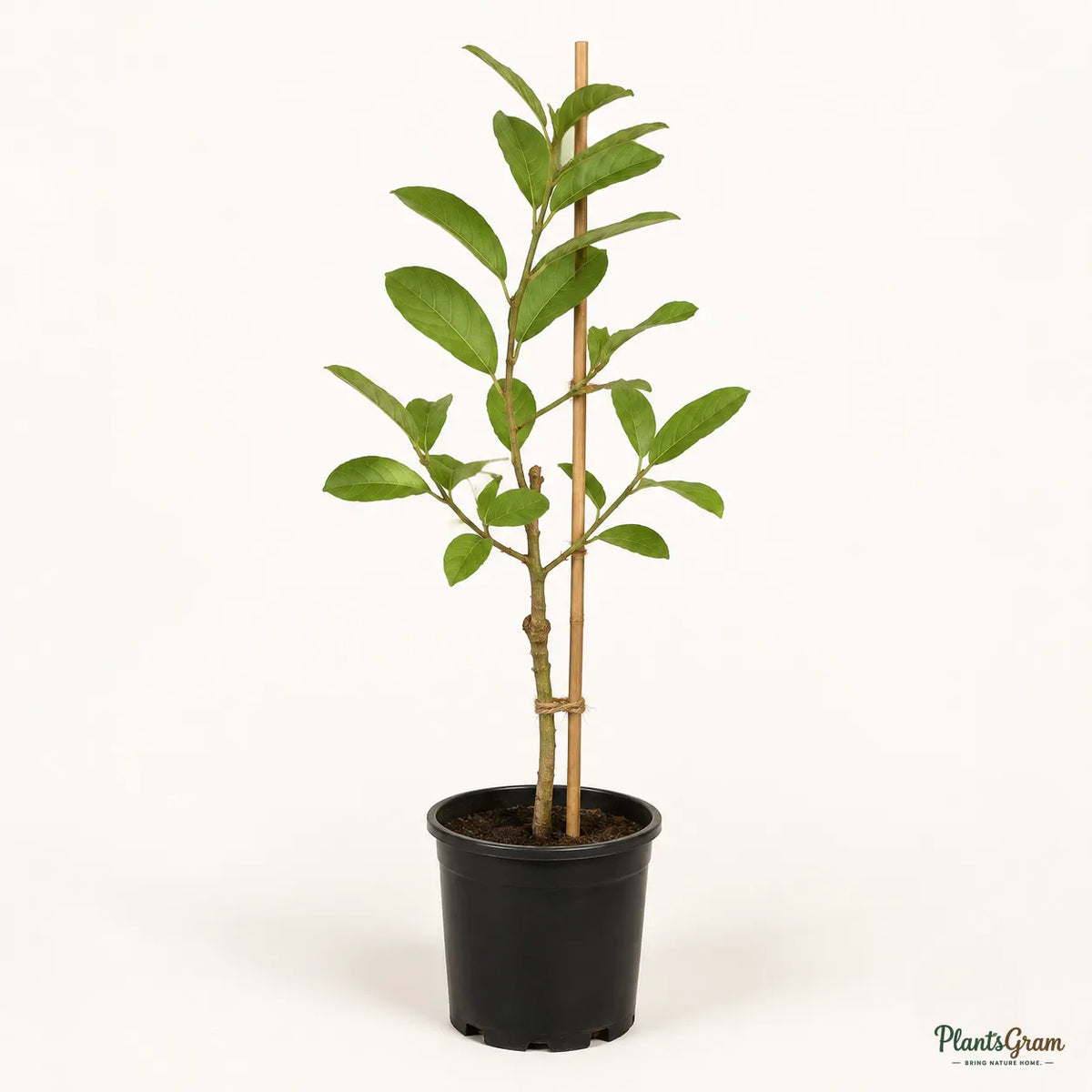 Red Diamond Guava (Grafted) - Seedless Guava
