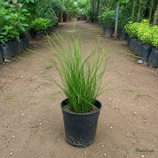 Firecracker Plant (Red) - Russelia Equisetiformis