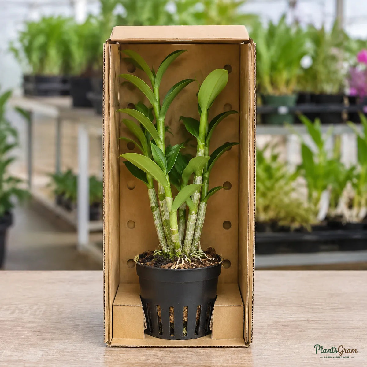 Dendrobium Orchid (Purple) - Dendrobium Hybrid