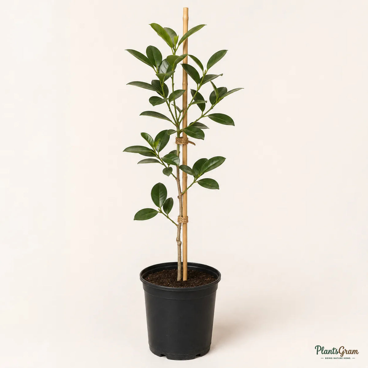 Strawberry Guava (Psidium cattleyanum)