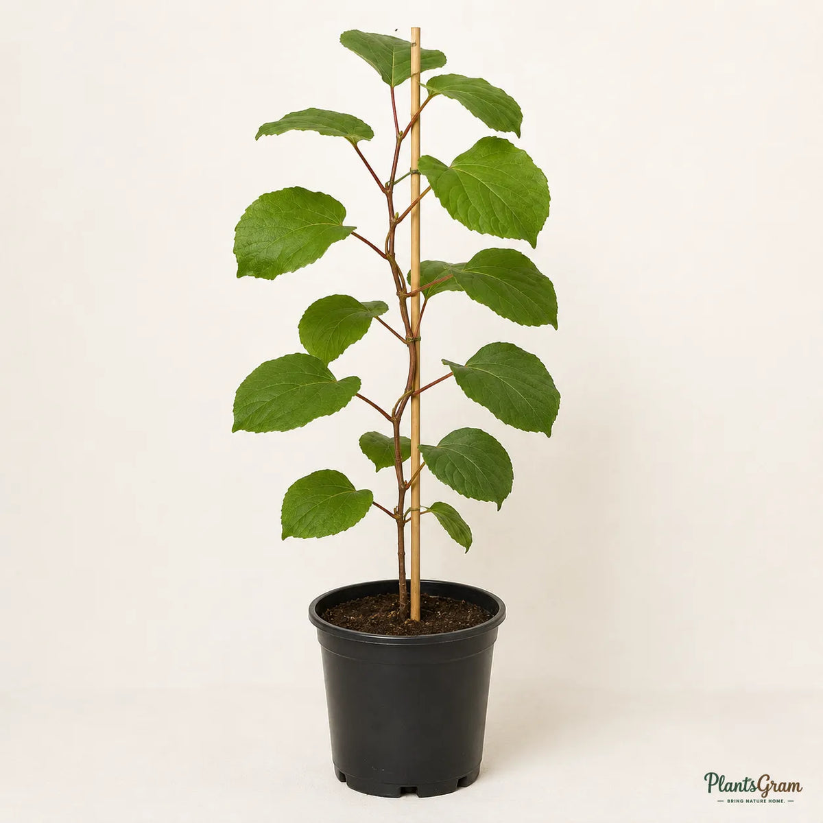 Kiwi (Male, Pollinator) - Fruit Plant