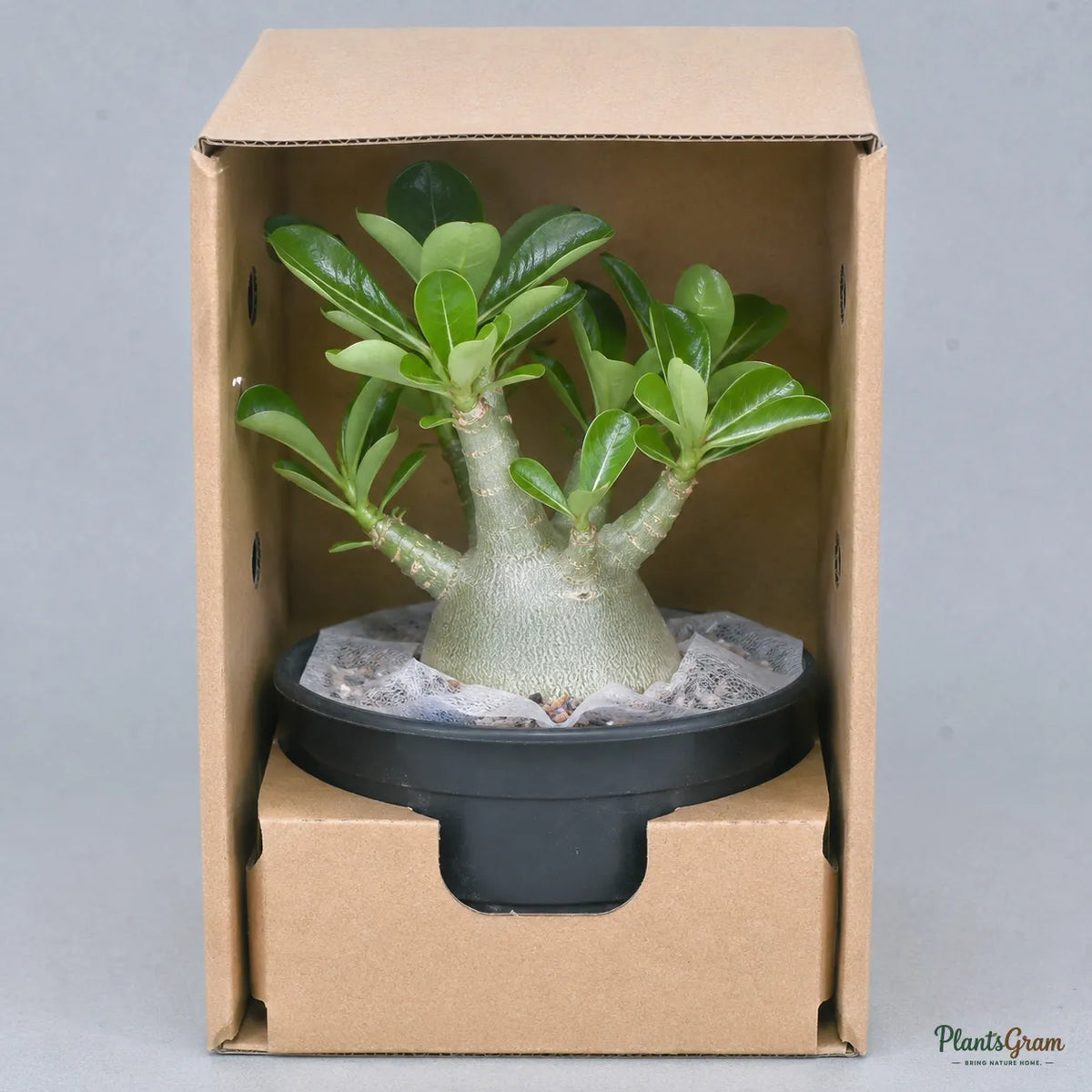 Adenium (Baby Pink) - Adenium obesum