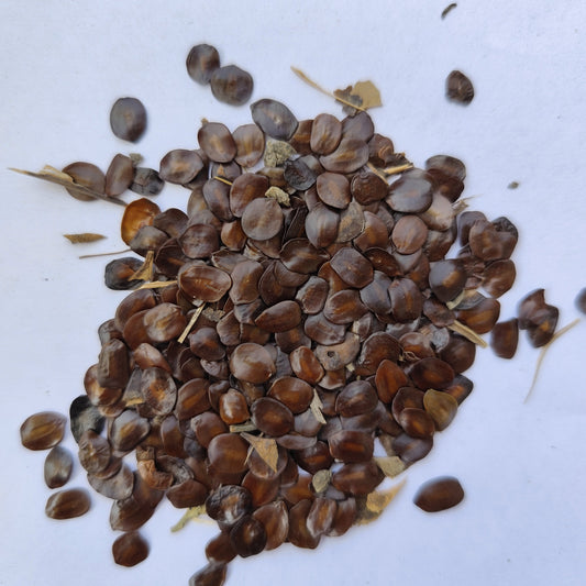 Cassia Siamea Kassod Yellow Flower Seeds - original second image