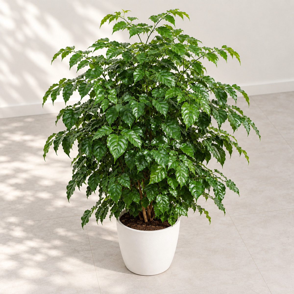Elevated view of a bushy China Doll plant and white display planter